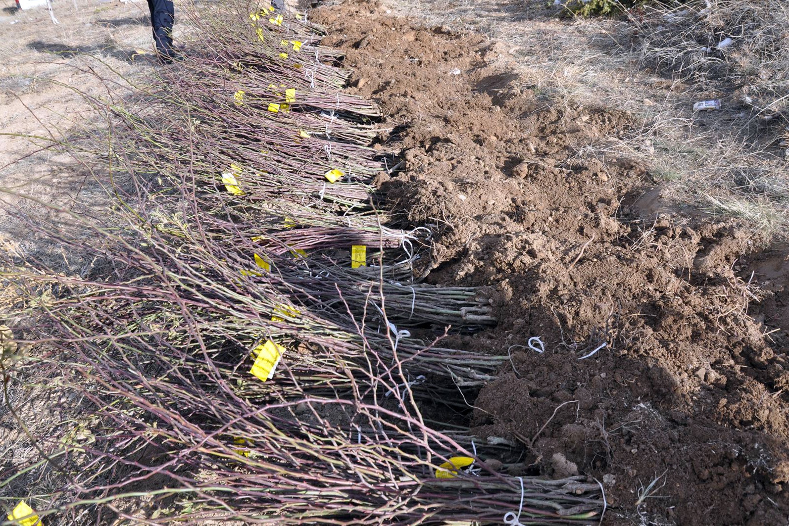 Gümüşhane’nin ilk kapama kuşburnu bahçesi Kelkit’e kuruldu 6