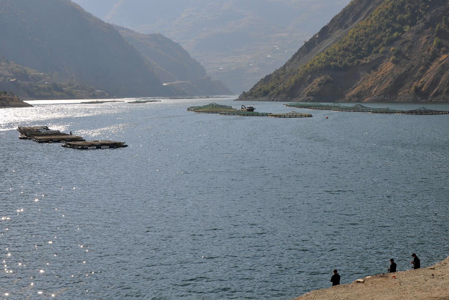 Gümüşhane’de alabalık ve somon hasadı başladı 2