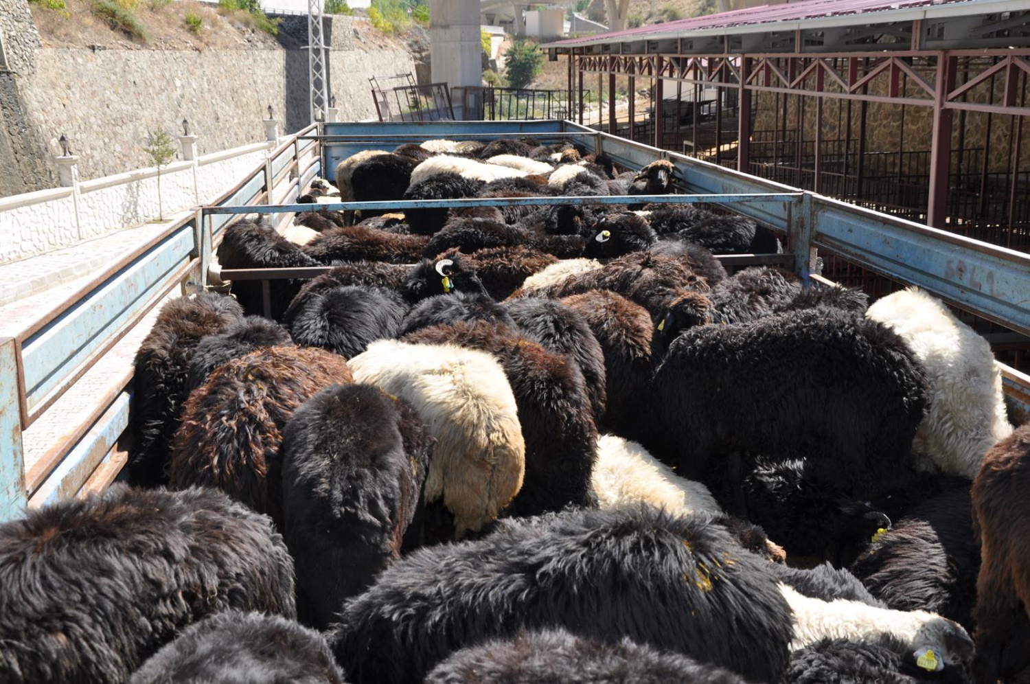 Gümüşhane’de genç çiftçilere küçükbaş hayvanları dağıtıldı 5