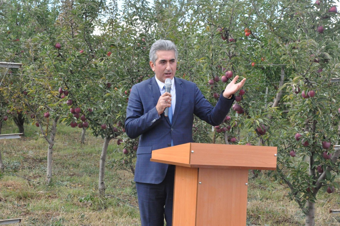 Gümüşhane’de Elma Hasadı Başladı 20