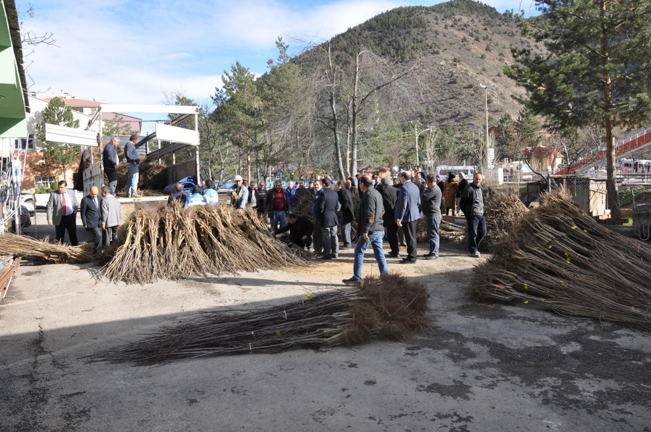 Gümüşhane'de Çiftçilere Meyve Fidanı Dağıtımı Yapıldı 8