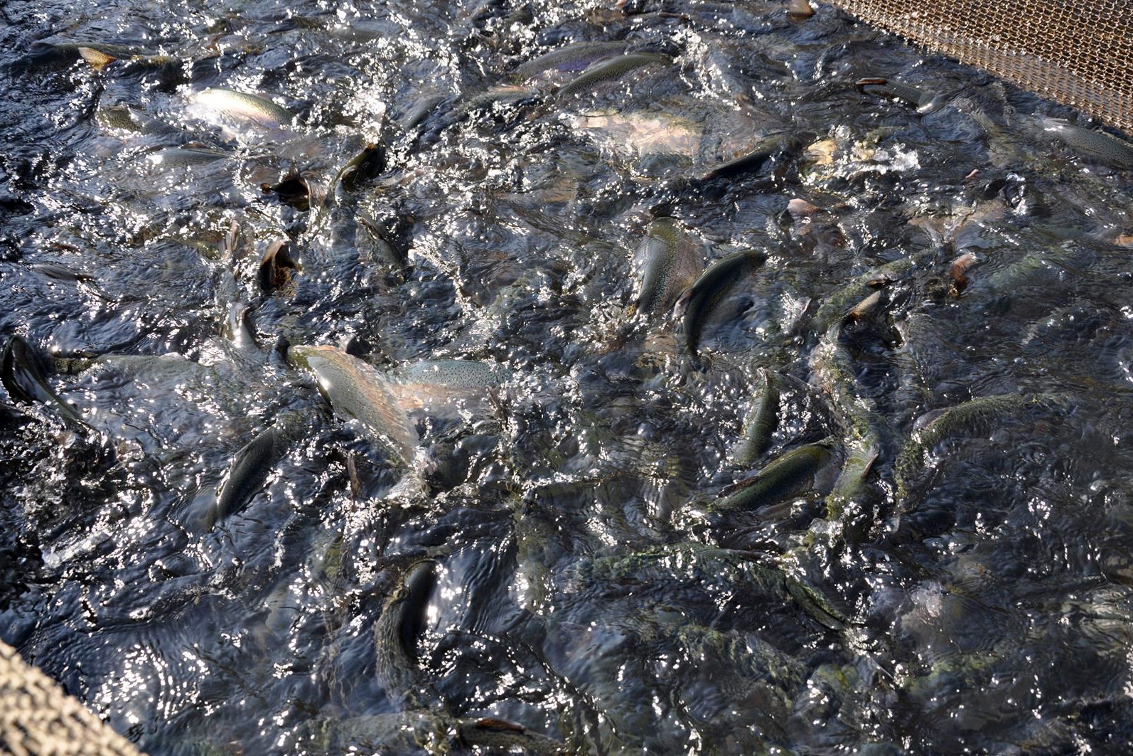 Gümüşhane’de alabalık ve somon hasadı başladı 6