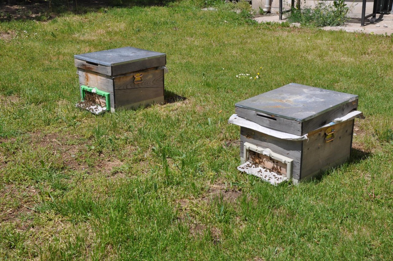 Gümüşhane’de Arı Sütü Üretimi Konulu Uygulamalı Eğitim Yapıldı 1