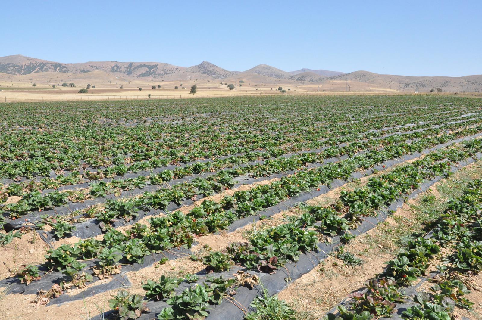 Gümüşhaneli üretici Çilek’ten 3 milyon lira kazandı 4