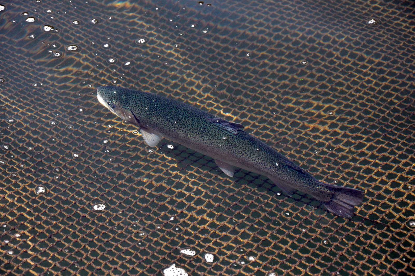 Gümüşhane’de alabalık ve somon hasadı başladı 12