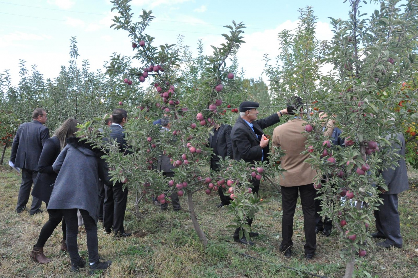 Gümüşhane’de Elma Hasadı Başladı 40