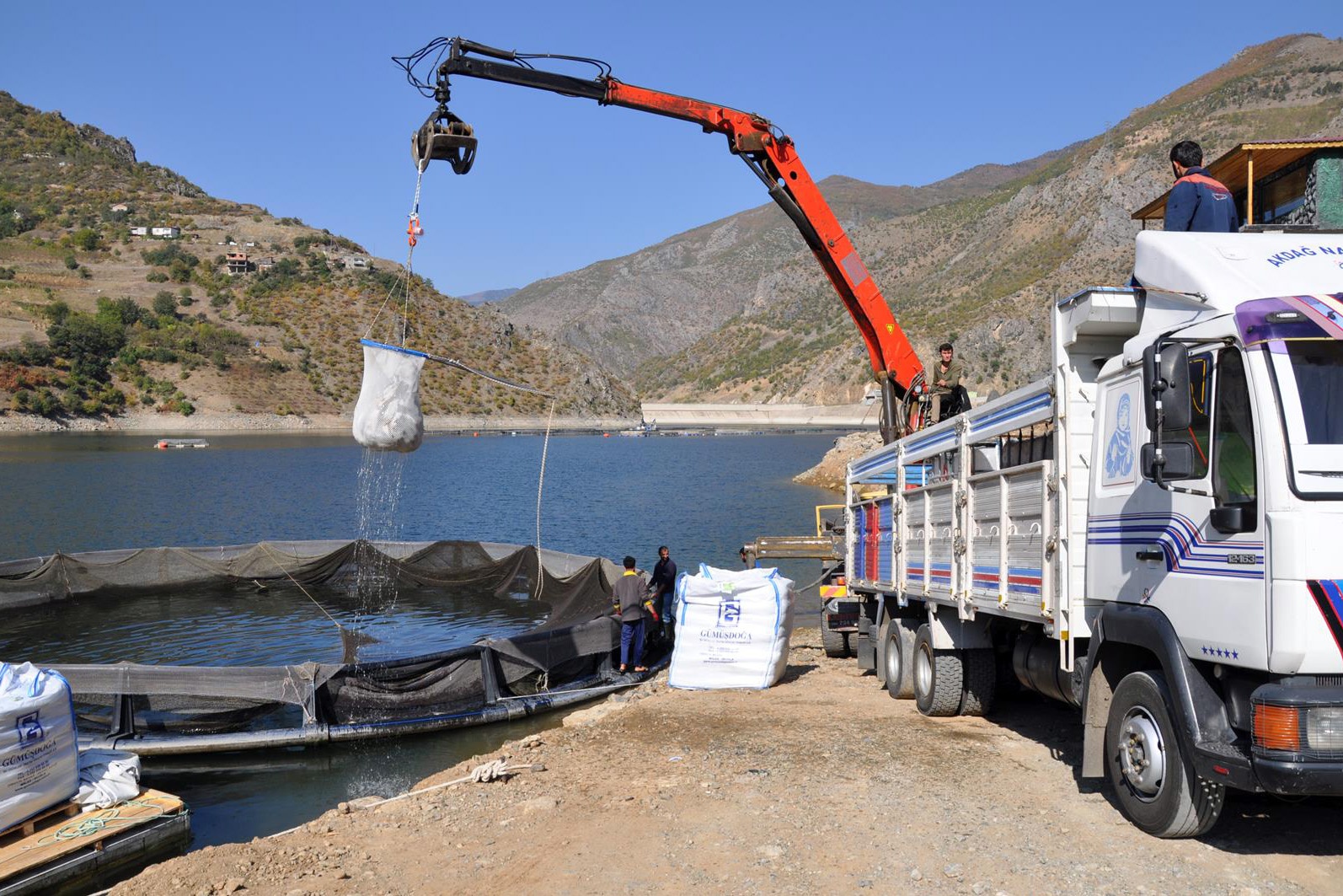 Gümüşhane’de alabalık ve somon hasadı başladı 4