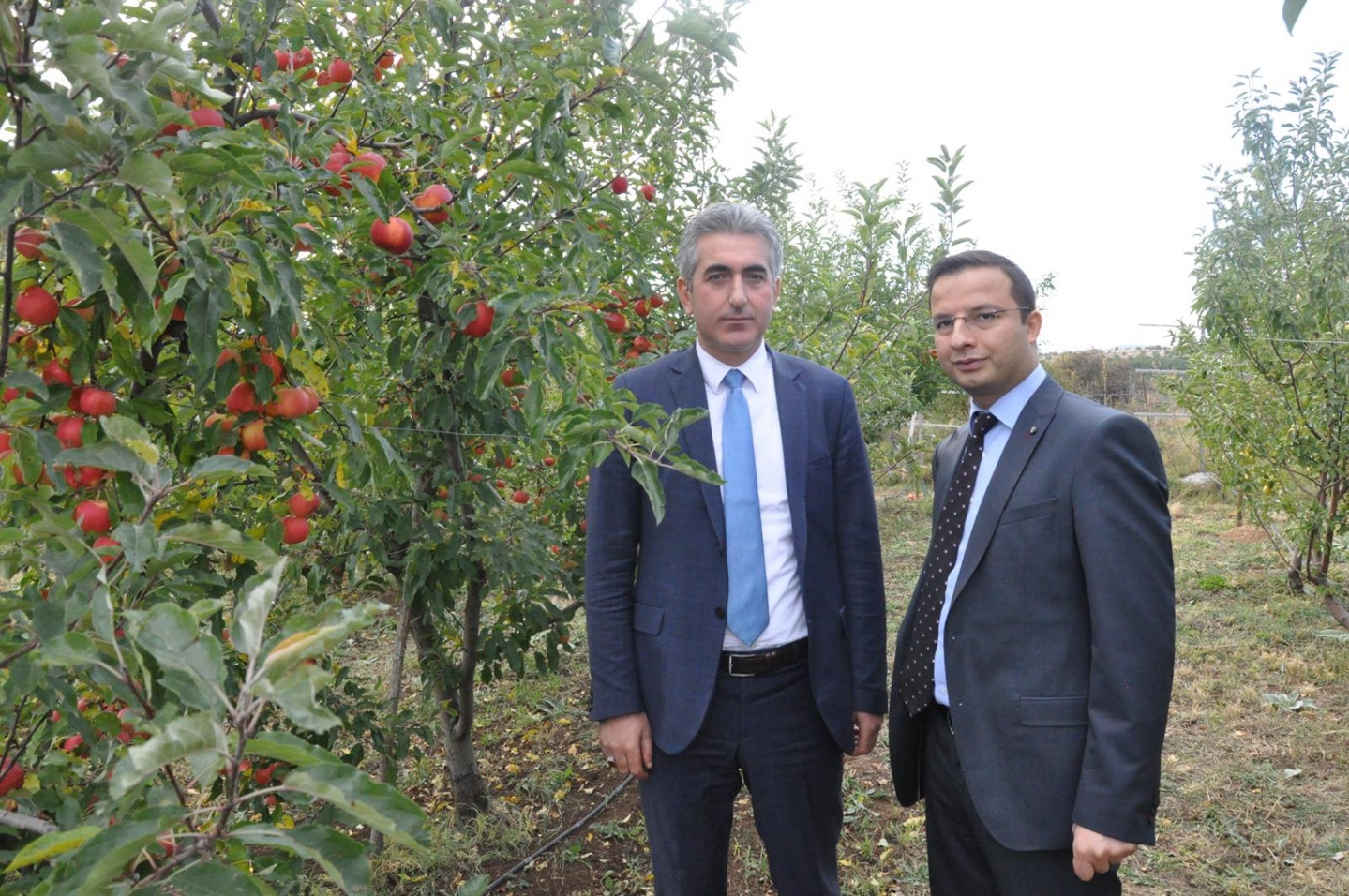 Gümüşhane’de Elma Hasadı Başladı 27