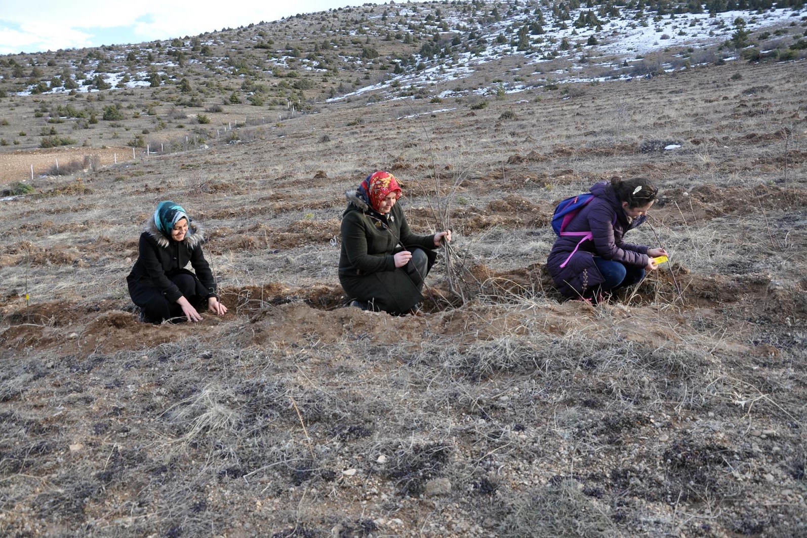 Gümüşhane’nin ilk kapama kuşburnu bahçesi Kelkit’e kuruldu 4