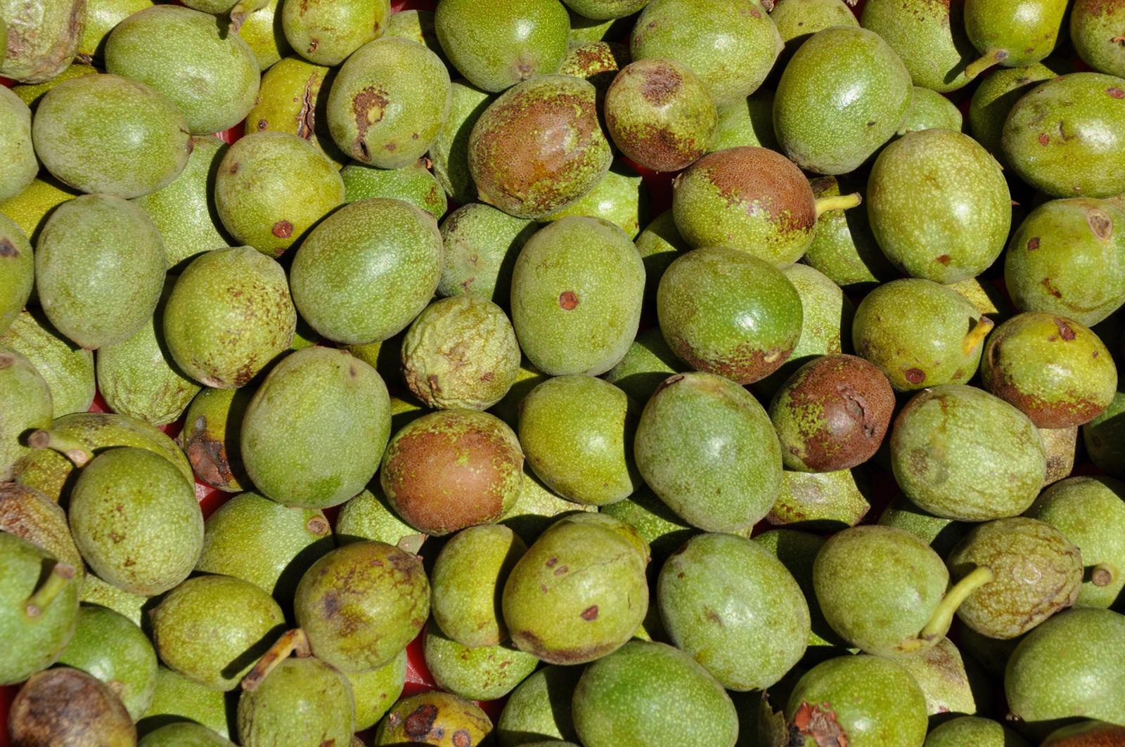 Gümüşhane’de ceviz üretimi yüzde 25 arttı 7