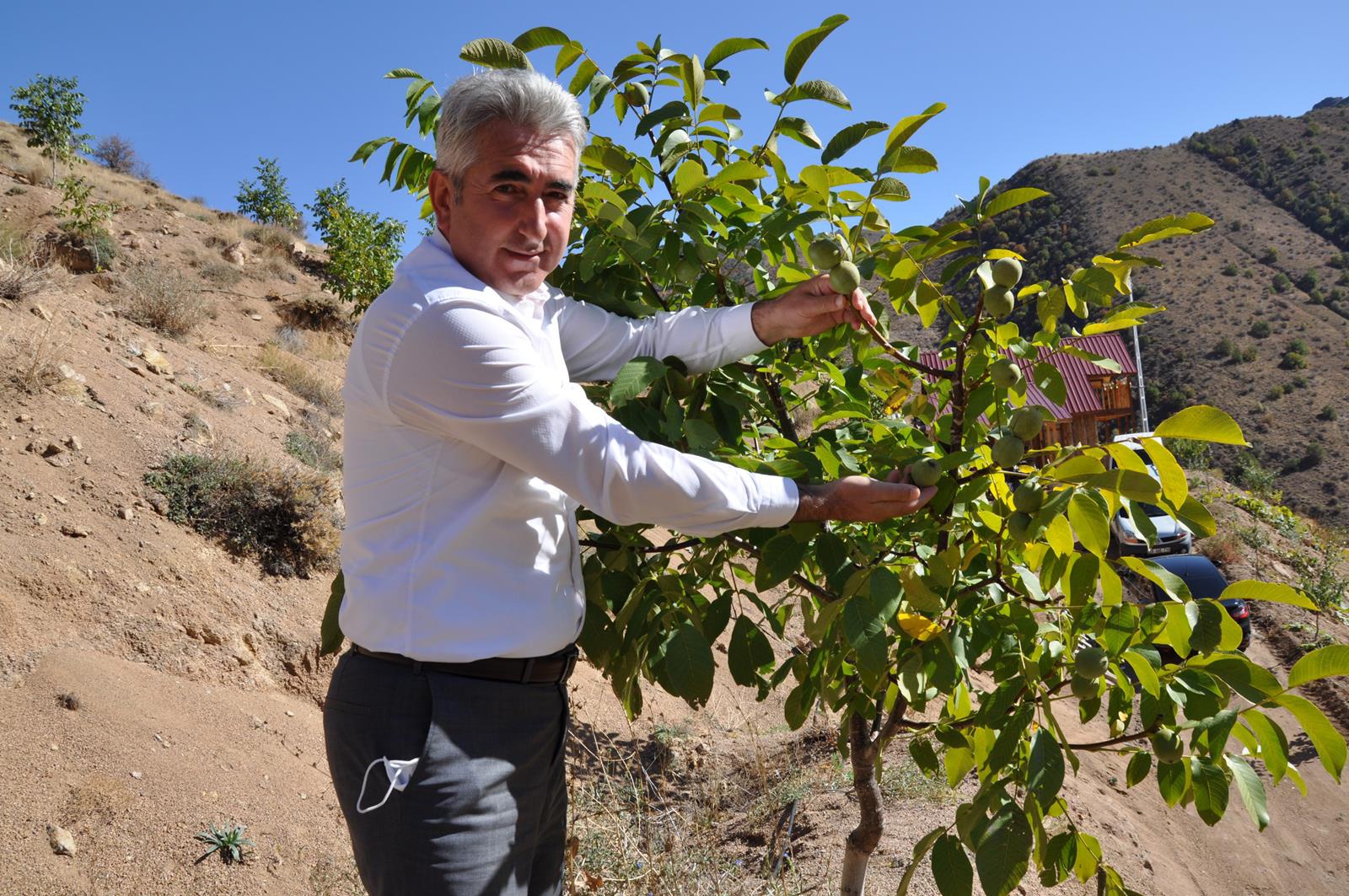 Gümüşhane’de ceviz üretimi yüzde 25 arttı 8