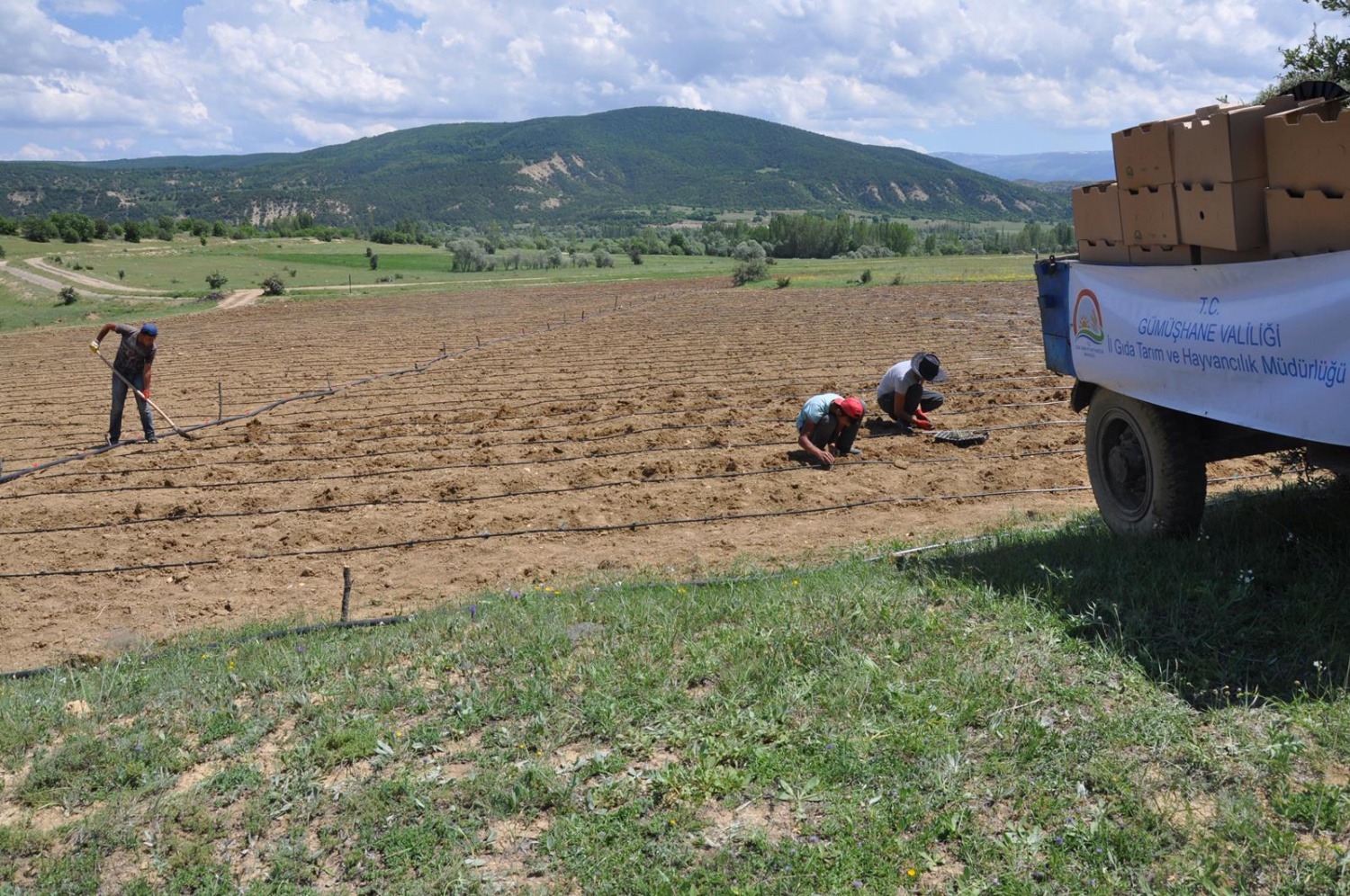 Gümüşhane’de Lavanta Projesi Hayata Geçirildi 2