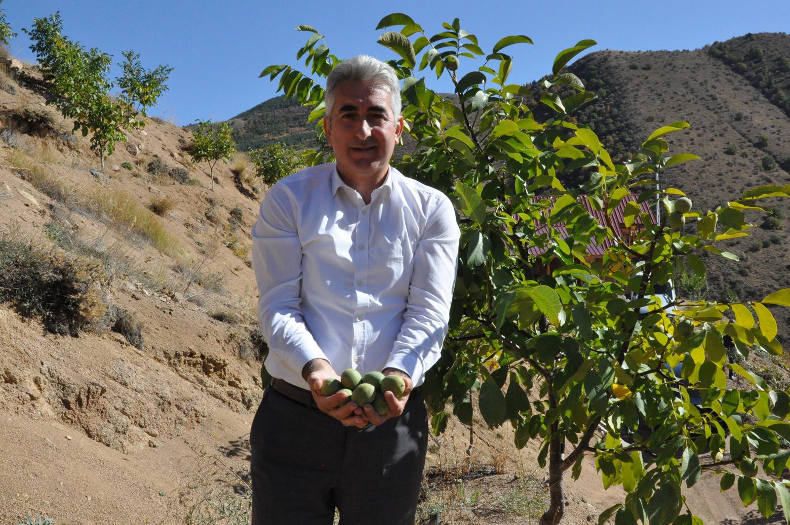 Gümüşhane’de ceviz üretimi yüzde 25 arttı 10