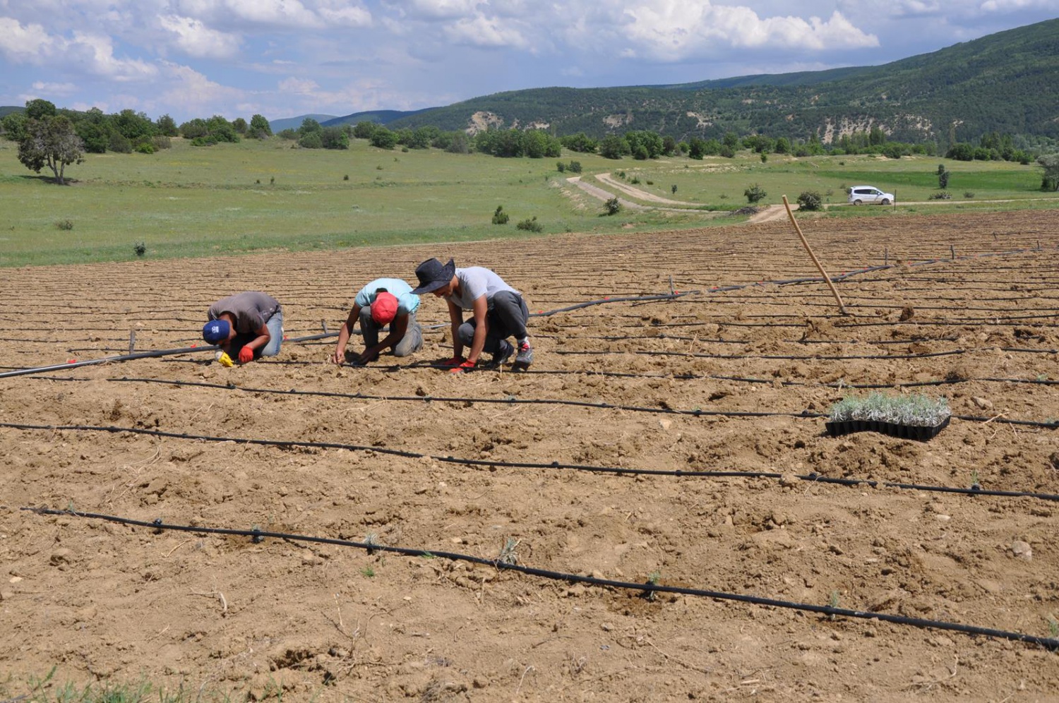 Gümüşhane’de Lavanta Projesi Hayata Geçirildi 4
