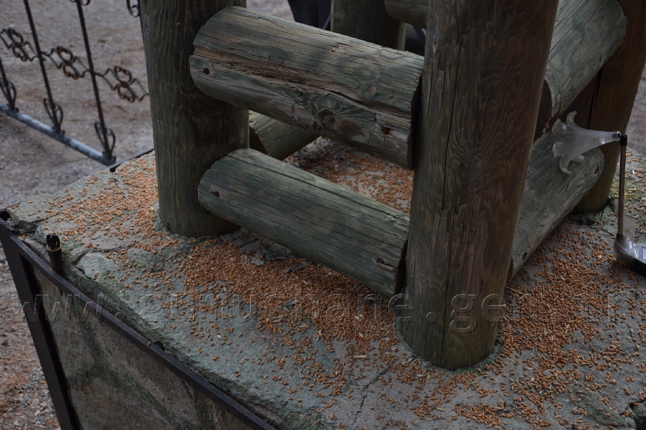 TEMA kuşları yemledi 2