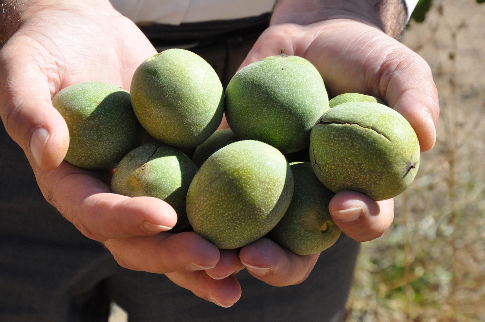 Gümüşhane’de ceviz üretimi yüzde 25 arttı 6