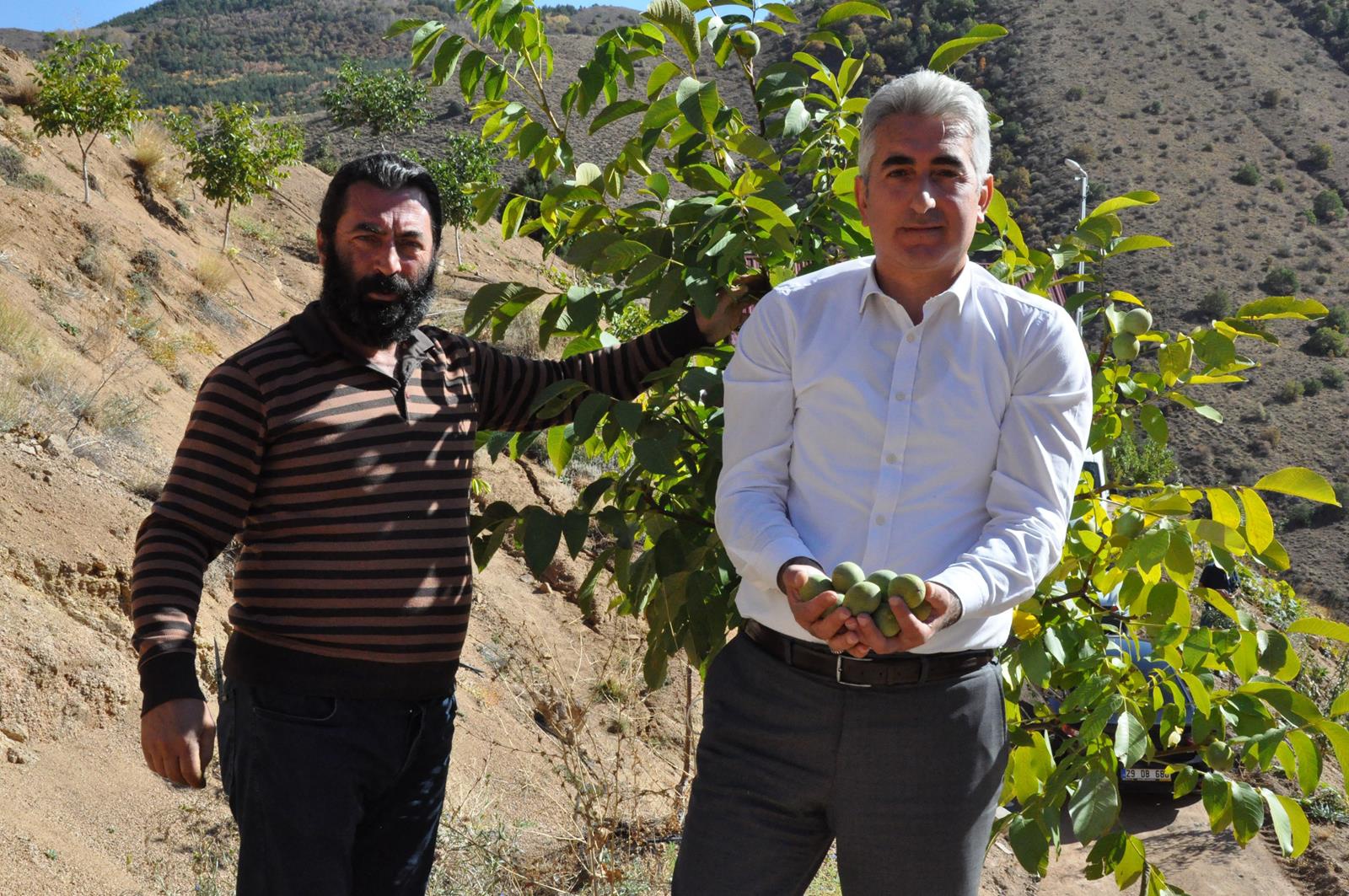 Gümüşhane’de ceviz üretimi yüzde 25 arttı 9