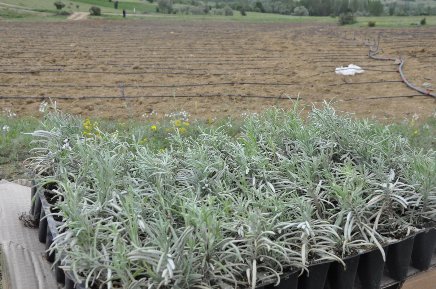 Gümüşhane’de Lavanta Projesi Hayata Geçirildi 5