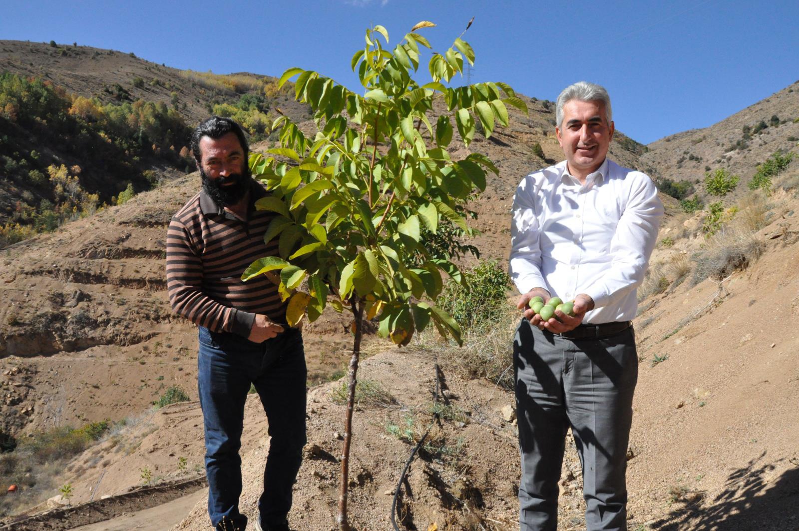 Gümüşhane’de ceviz üretimi yüzde 25 arttı 12