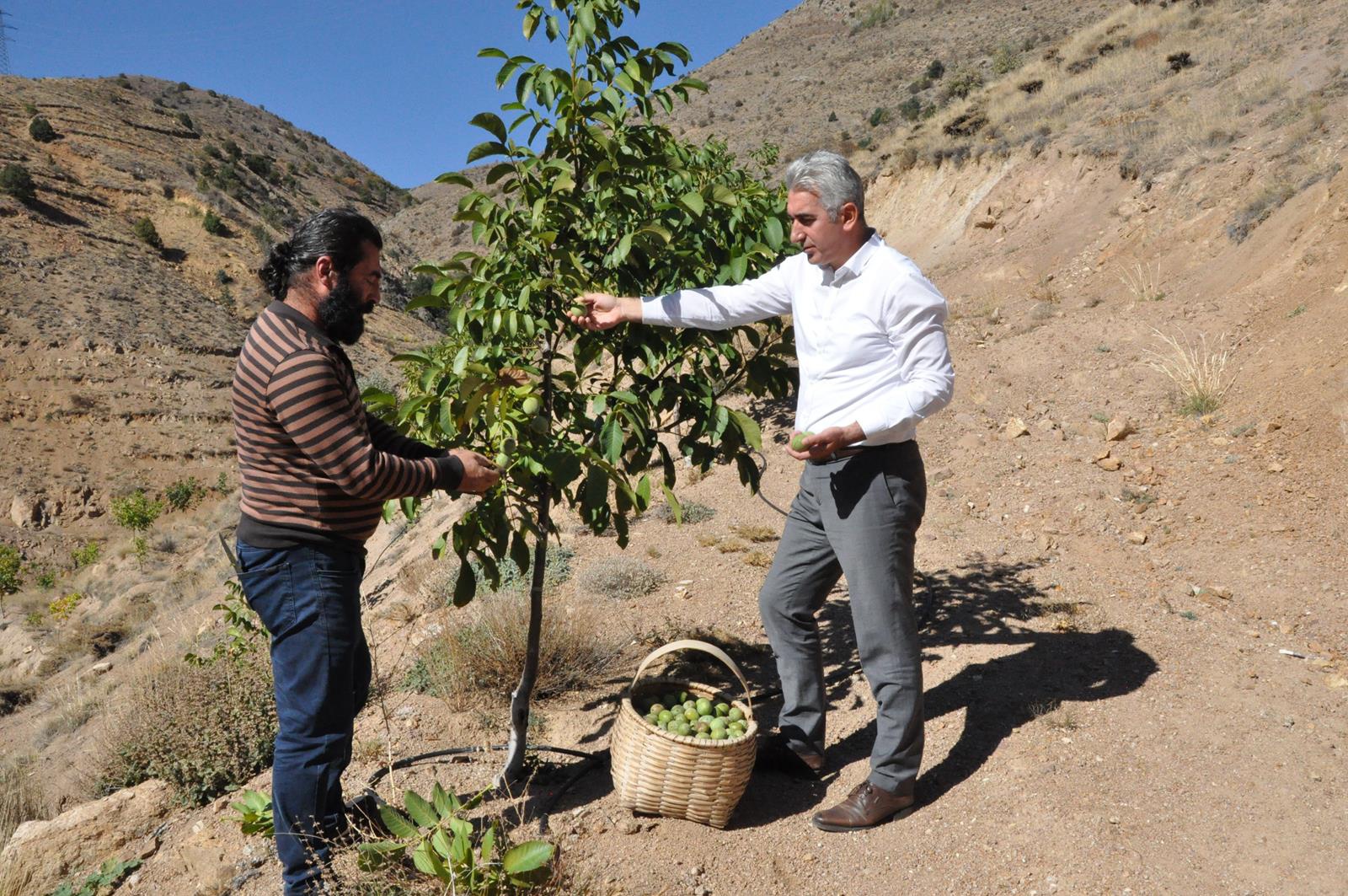 Gümüşhane’de ceviz üretimi yüzde 25 arttı 11