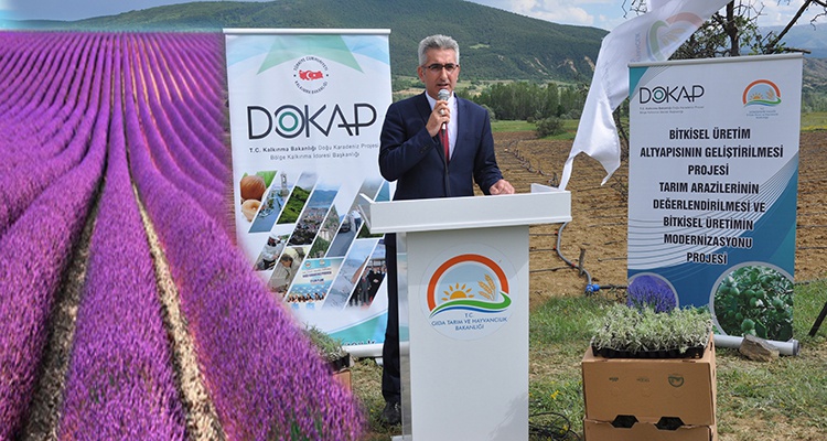 Gümüşhane’de Lavanta Projesi Hayata Geçirildi 12