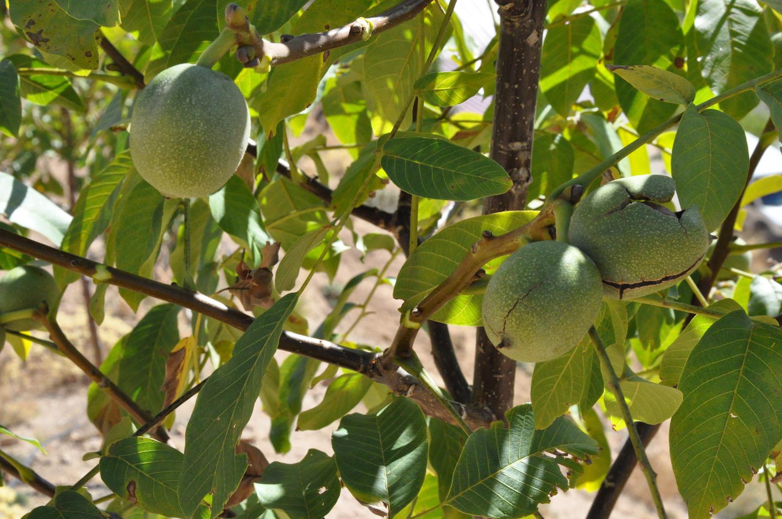 Gümüşhane’de ceviz üretimi yüzde 25 arttı 2