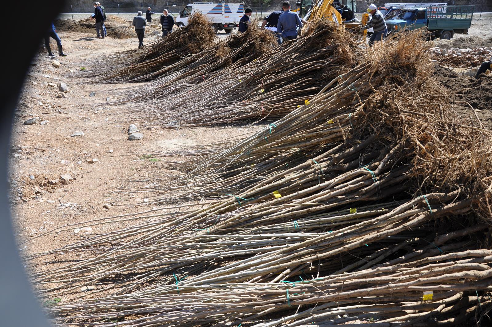 Gümüşhane Ceviz Vadisi olma yolunda ilerliyor 12