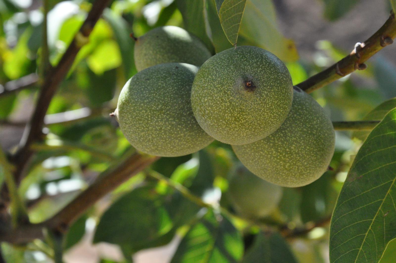 Gümüşhane’de ceviz üretimi yüzde 25 arttı 1