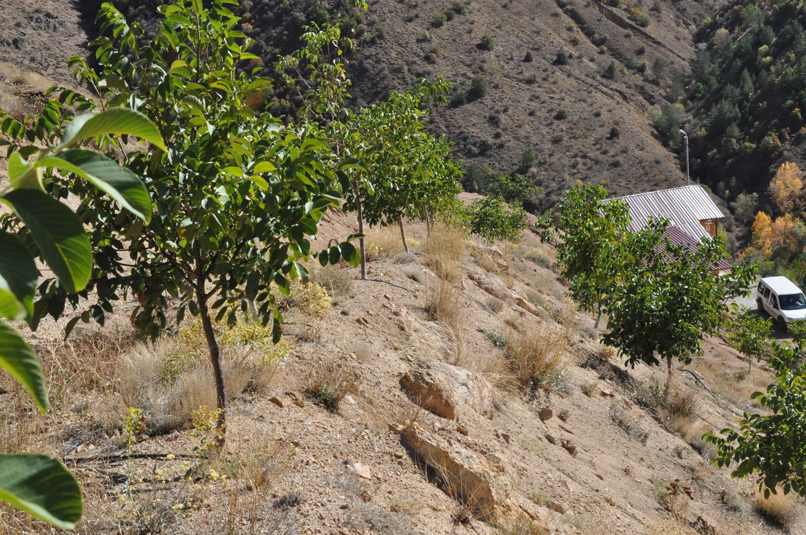 Gümüşhane’de ceviz üretimi yüzde 25 arttı 3