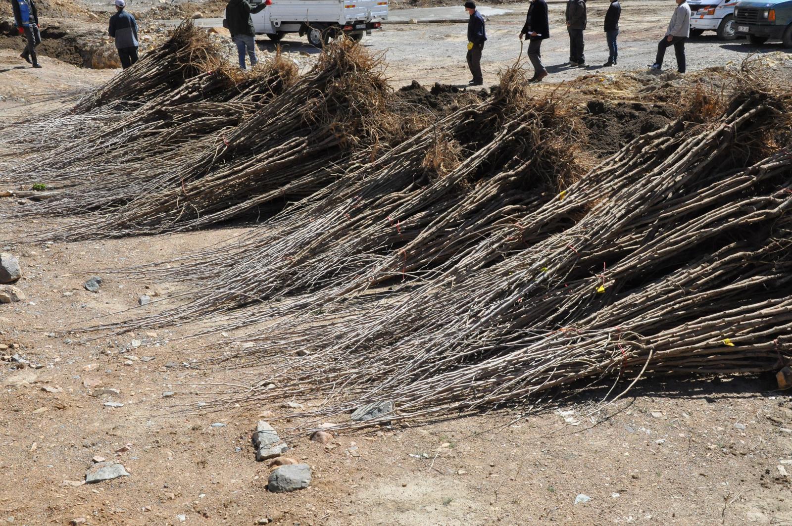 Gümüşhane Ceviz Vadisi olma yolunda ilerliyor 23