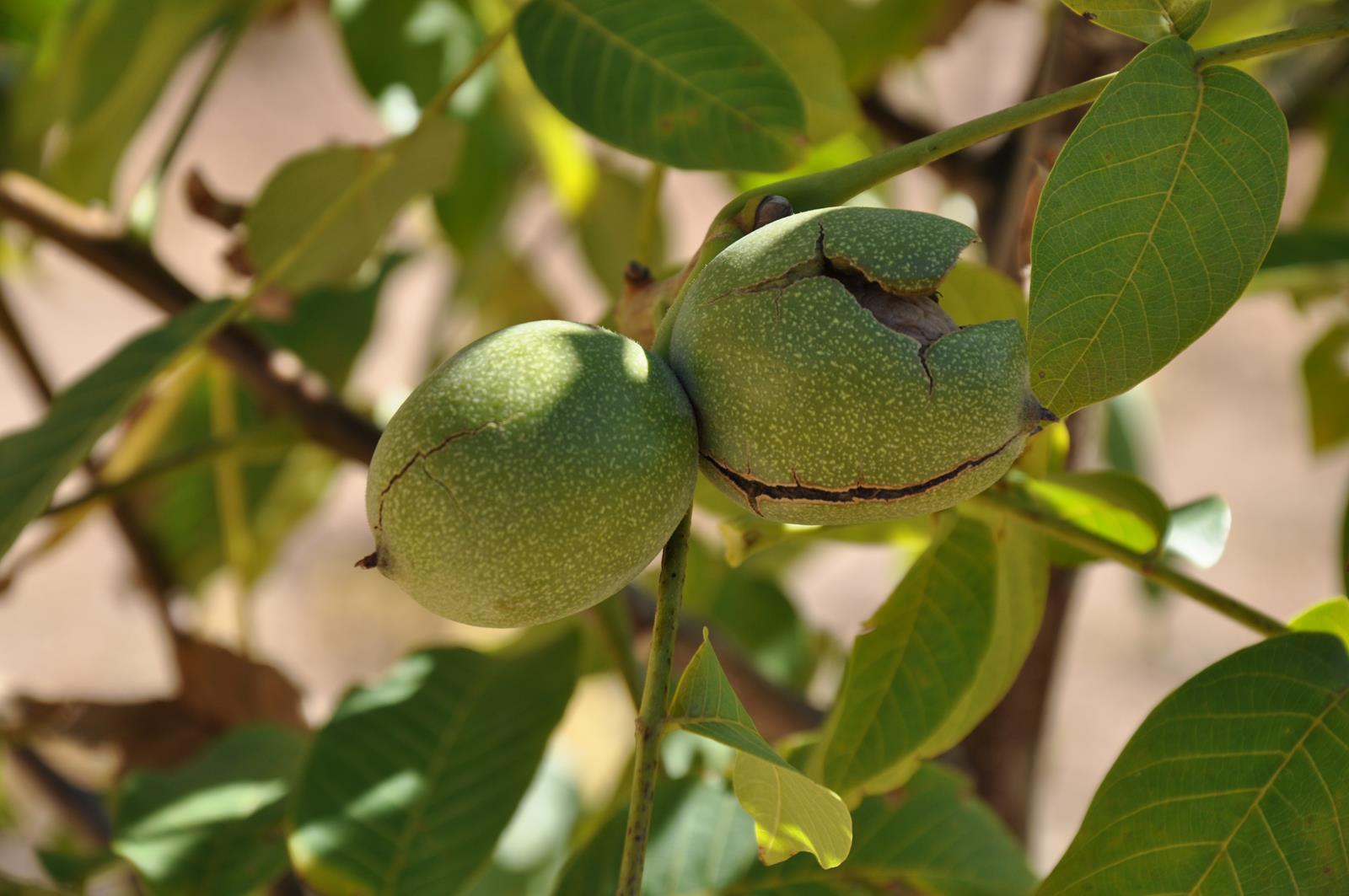 Gümüşhane’de ceviz üretimi yüzde 25 arttı 14