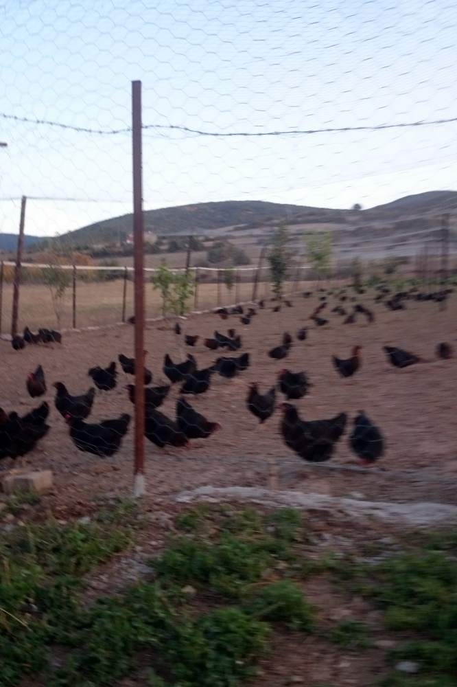 Genç girişimci kardeşlerden örnek işletme 1