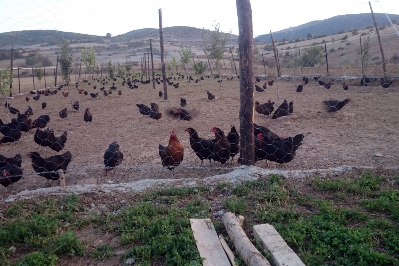 Genç girişimci kardeşlerden örnek işletme 6