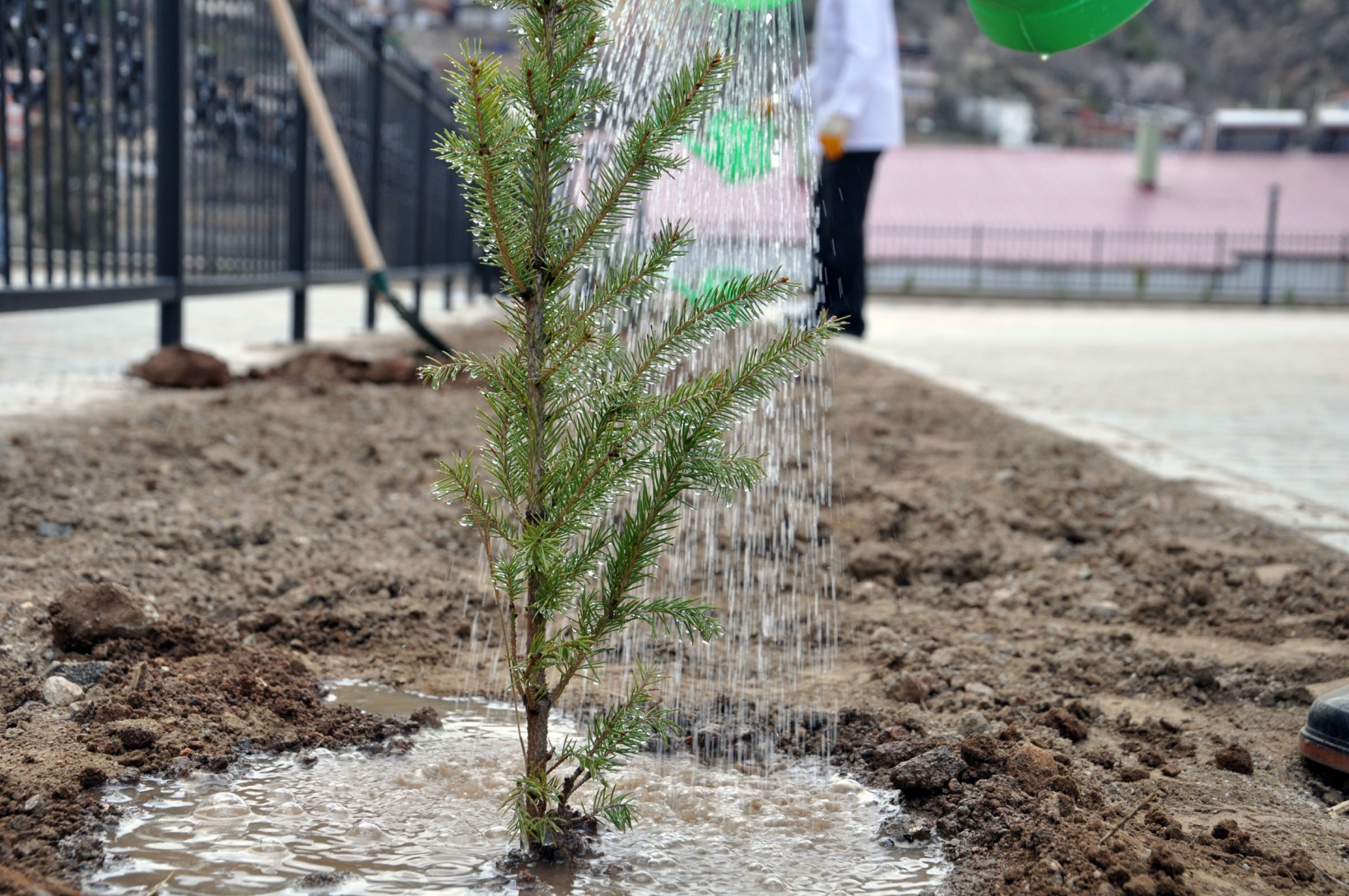 Gümüşhane Lisesi bahçesinde fidanlar toprakla buluştu 5