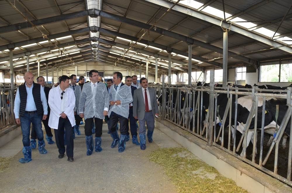 Vali Memiş, Kelkit’te tarımsal tesisleri inceledi 6