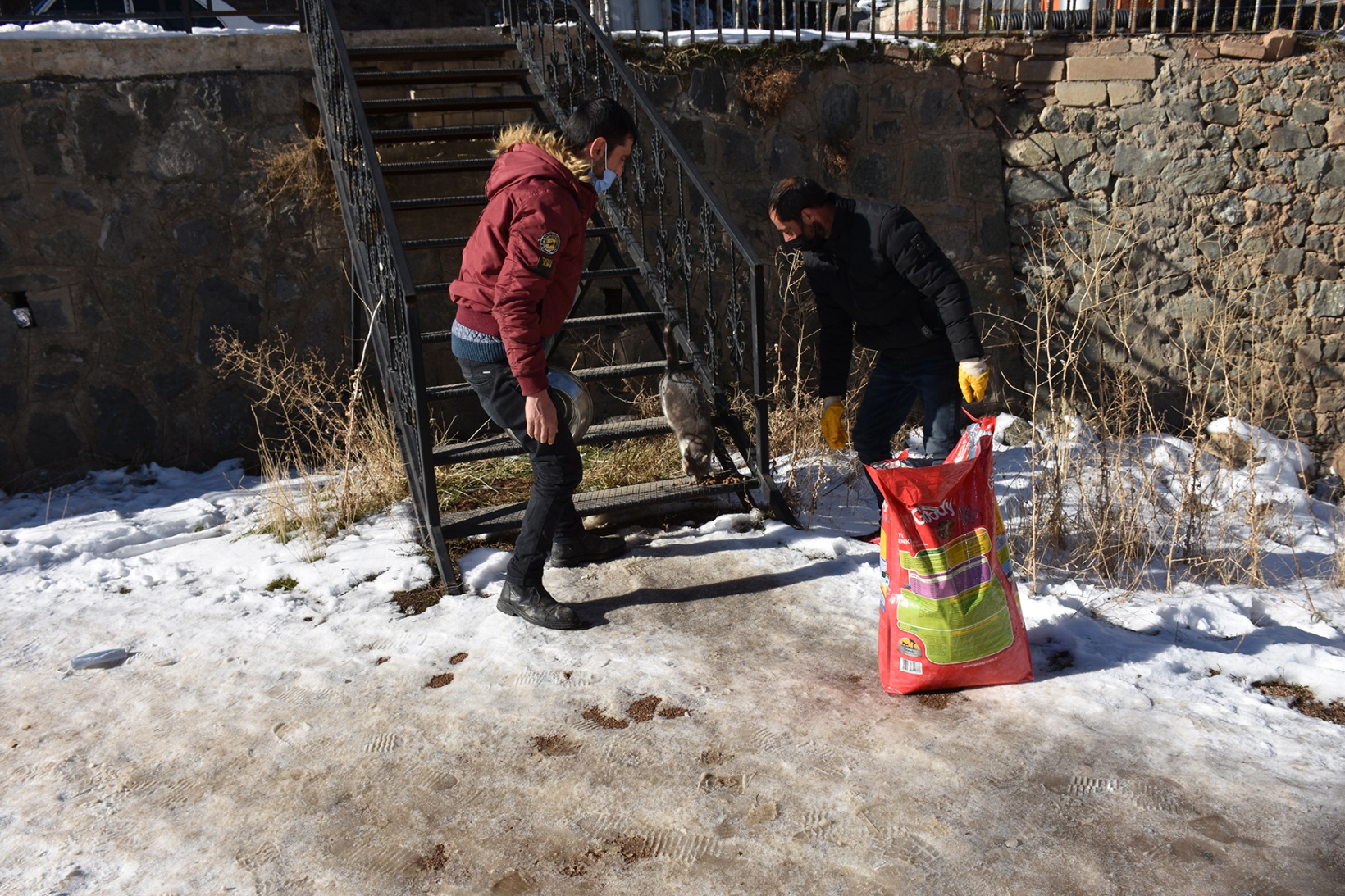 Gümüşhane Belediyesi sokak hayvanlarını unutmadı 5