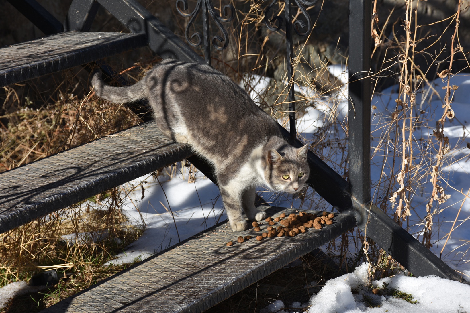 Gümüşhane Belediyesi sokak hayvanlarını unutmadı 3
