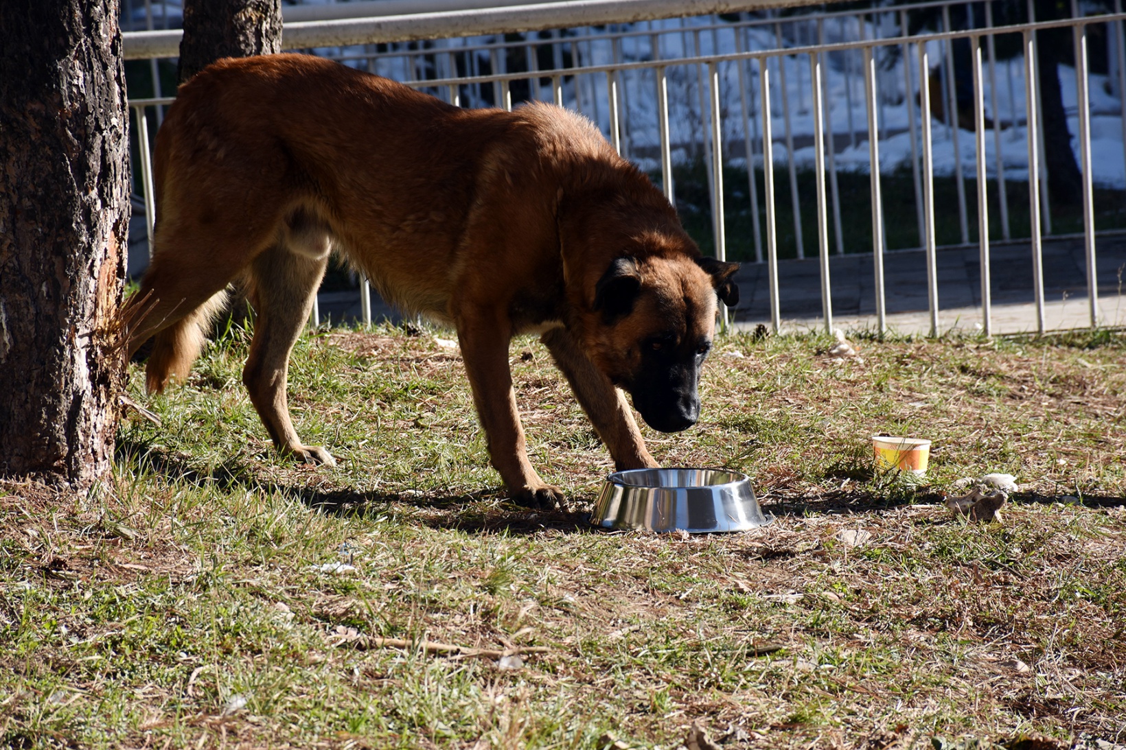 Gümüşhane Belediyesi sokak hayvanlarını unutmadı 6
