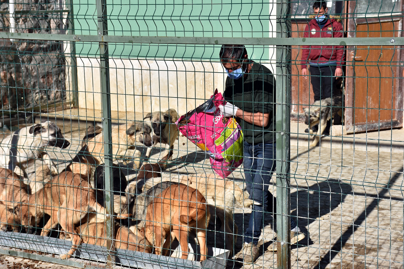 Gümüşhane Belediyesi sokak hayvanlarını unutmadı 4