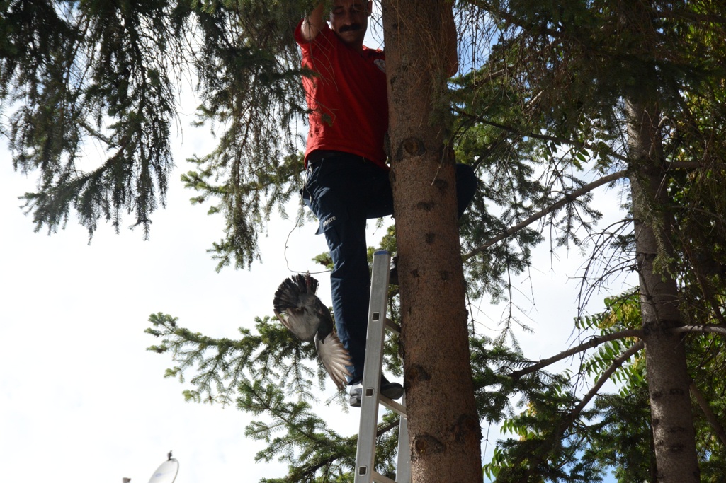 Gümüşhane’de güvercin kurtarma operasyonu 4