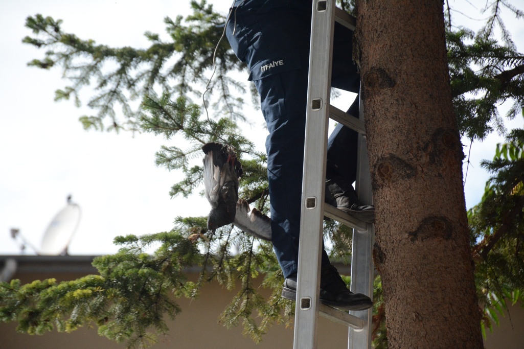 Gümüşhane’de güvercin kurtarma operasyonu 1