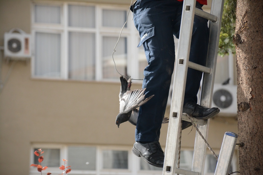 Gümüşhane’de güvercin kurtarma operasyonu 5