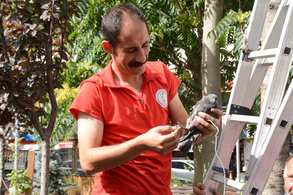 Gümüşhane’de güvercin kurtarma operasyonu 2