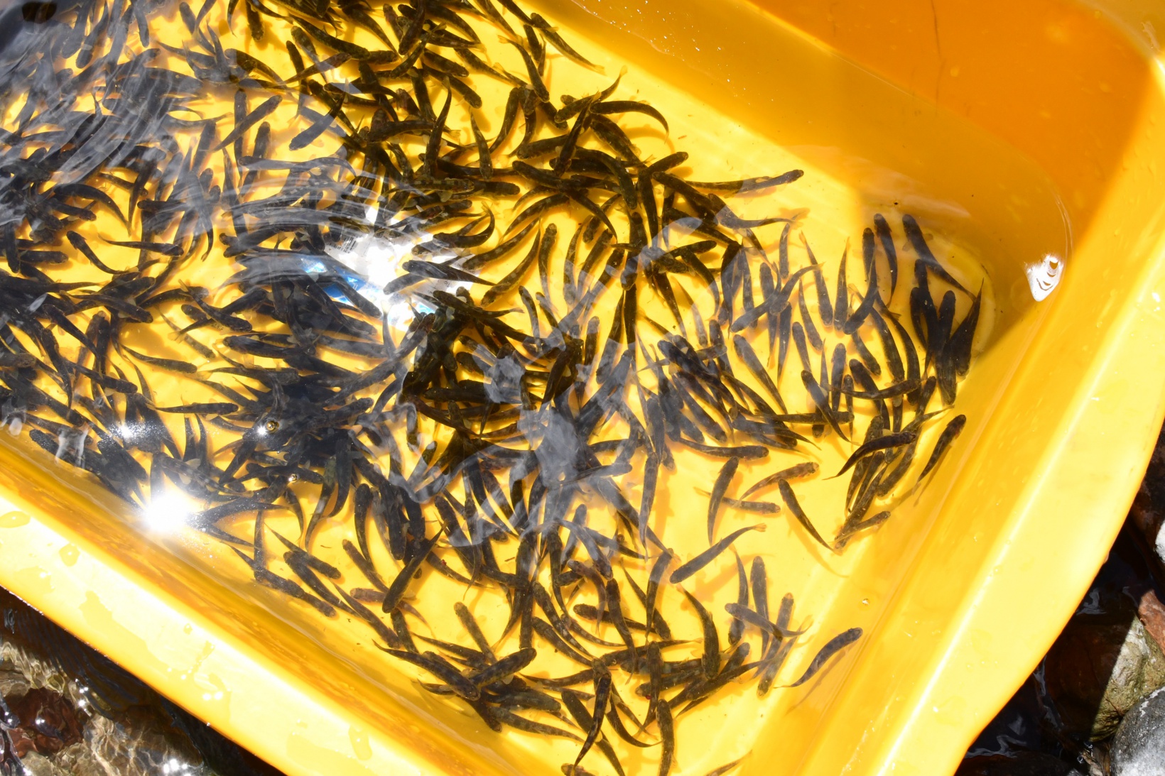 Gümüşhane’de derelere alabalık salındı 3