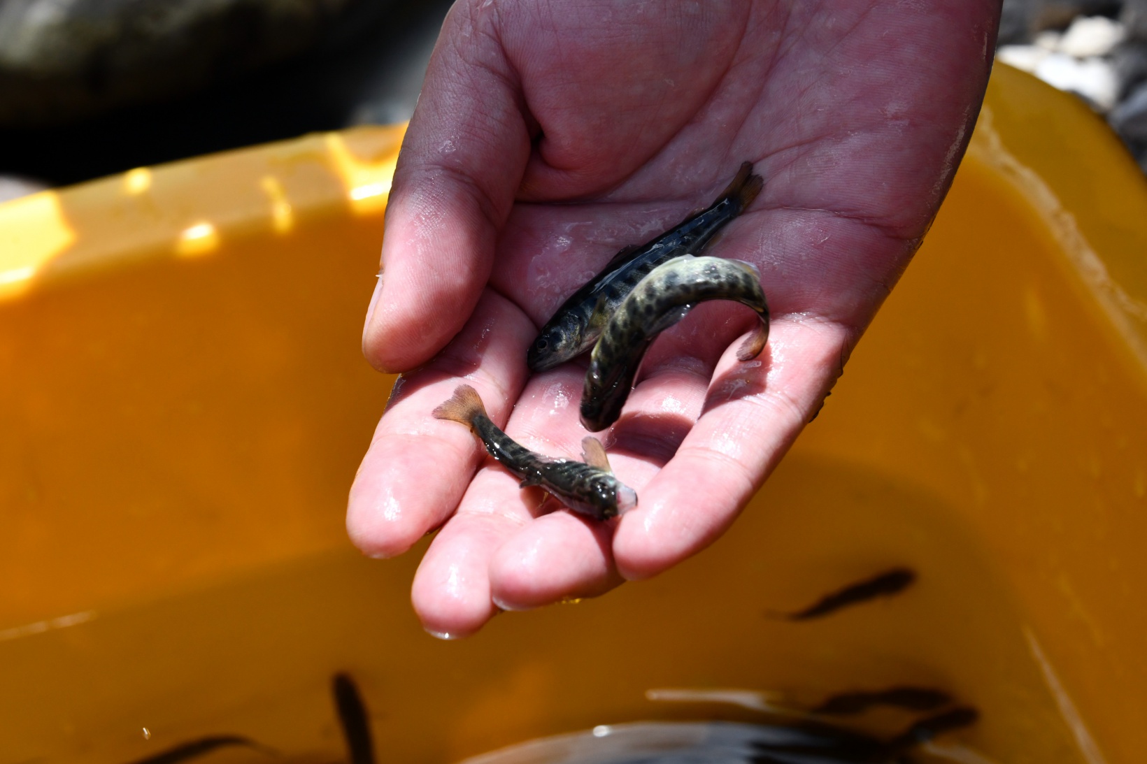 Gümüşhane’de derelere alabalık salındı 1