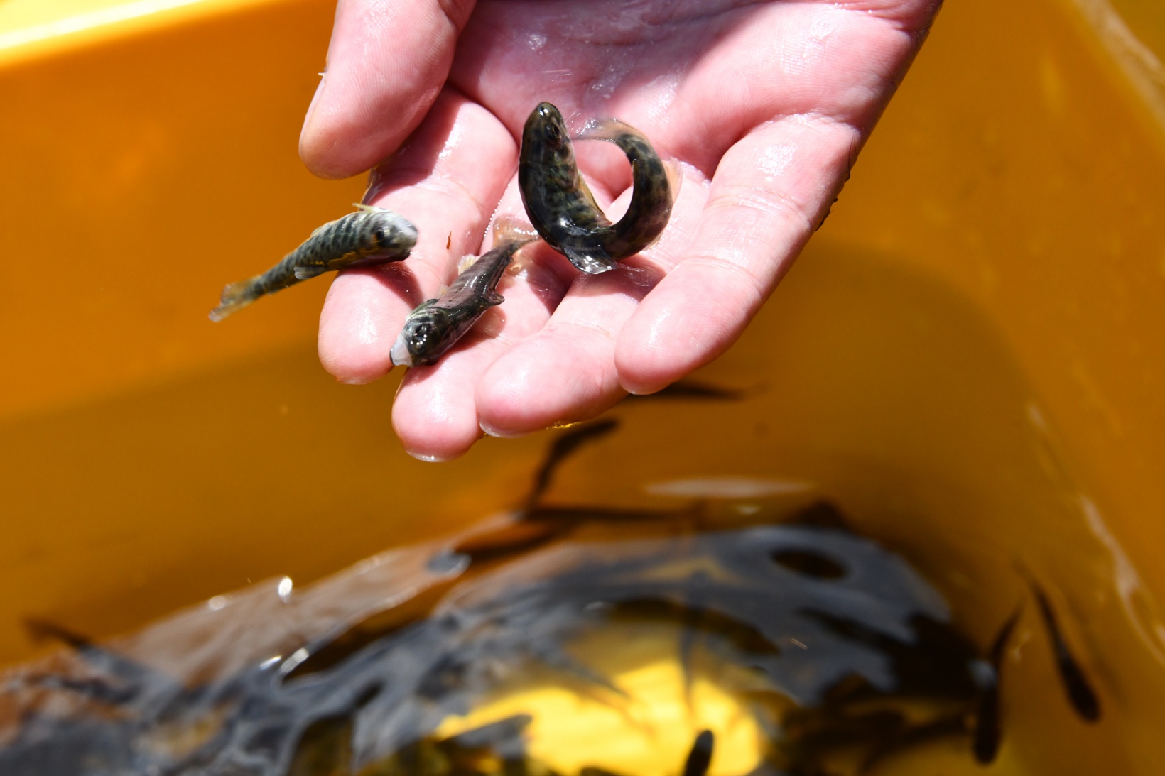 Gümüşhane’de derelere alabalık salındı 2