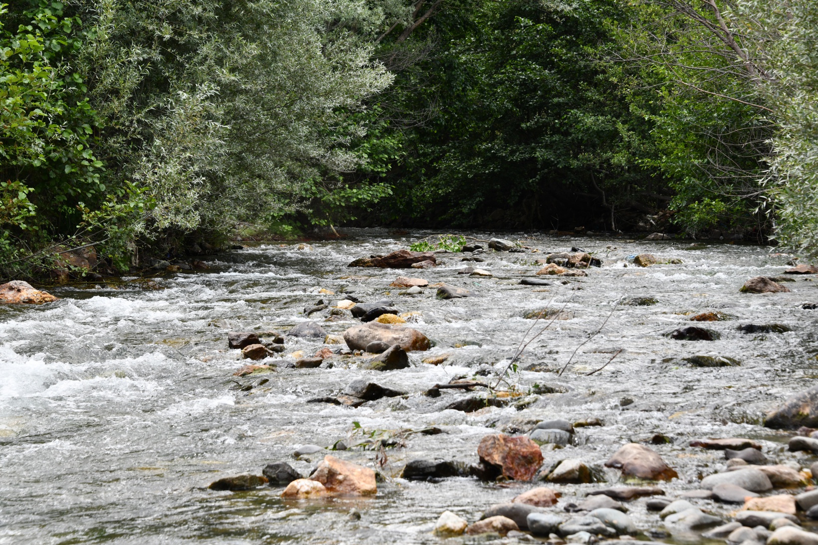 Gümüşhane’de derelere alabalık salındı 10