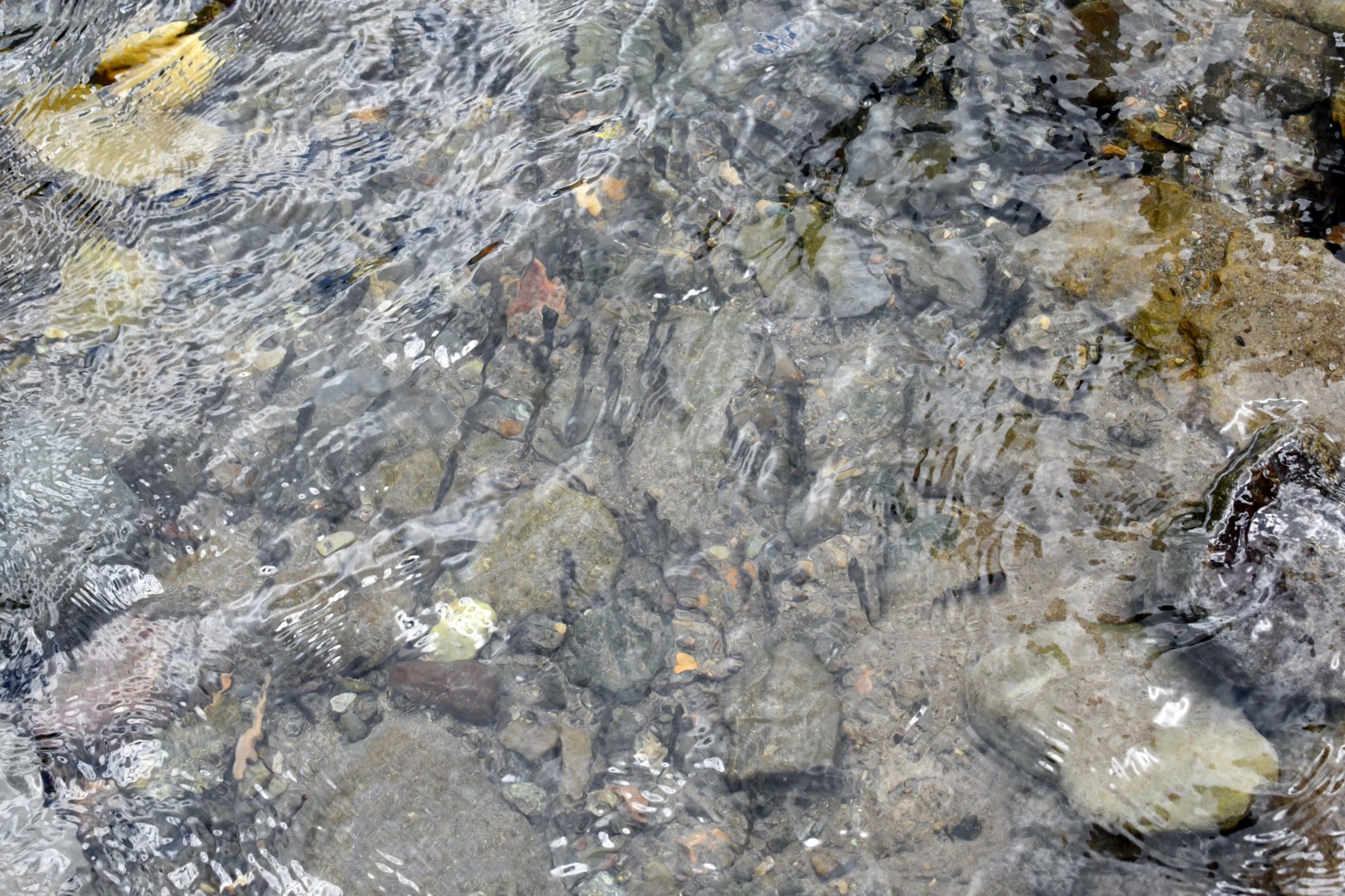 Gümüşhane’de derelere alabalık salındı 4