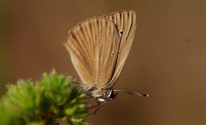 Gümüşhane kelebeklerine yeni bir tür daha eklendi 2