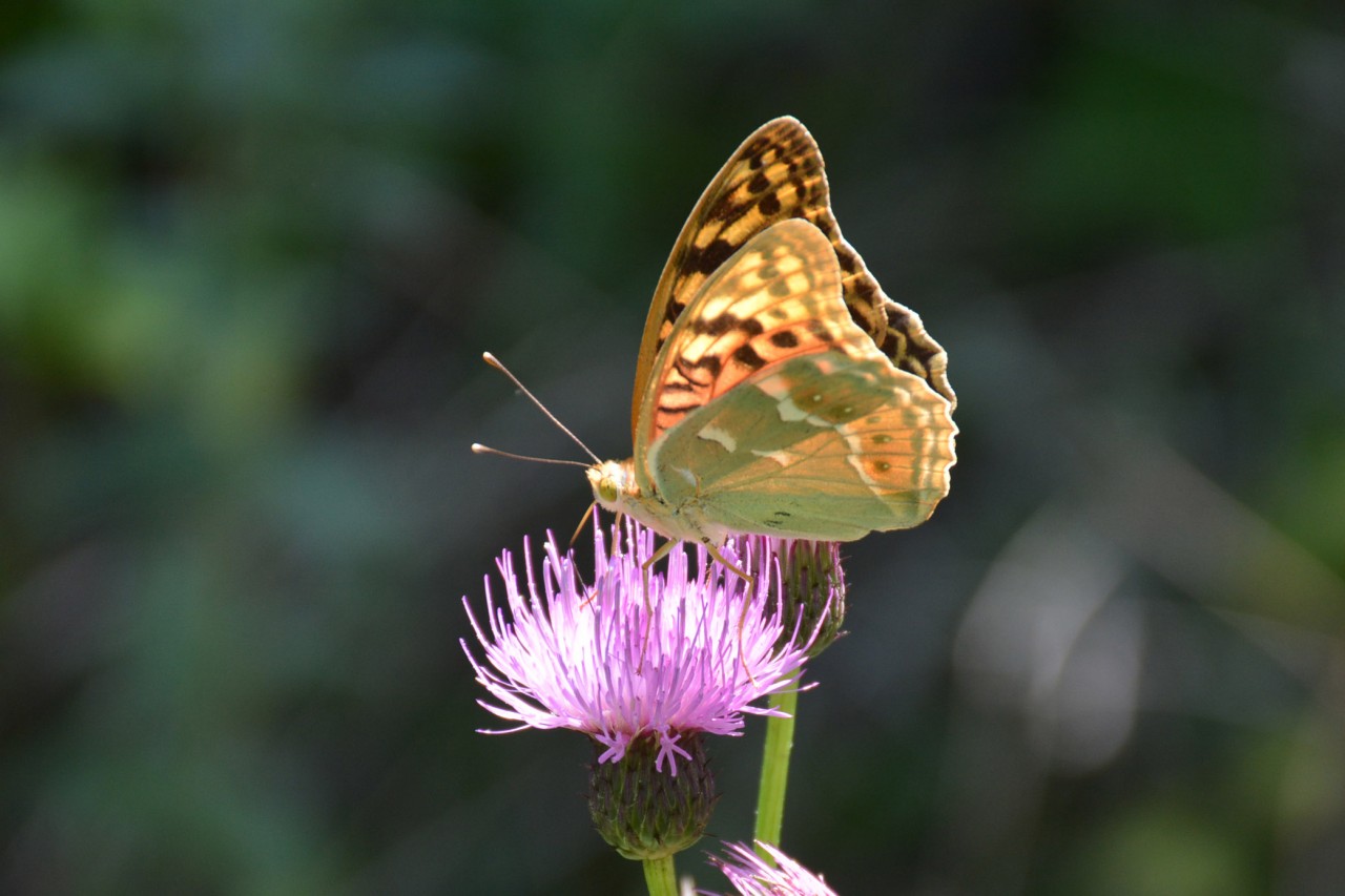 Gümüşhane 213 kelebek çeşidiyle Türkiye’nin en zengin ili 1